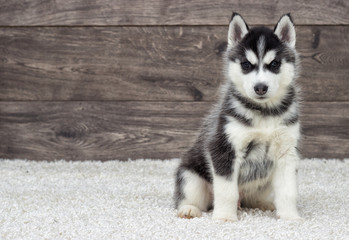 Husky puppy looks at the wooden background
