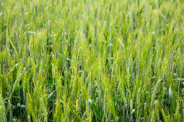 Field of green wheat.