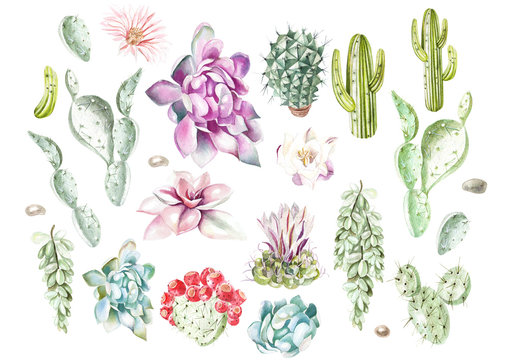 Fototapeta Set with watercolor cacti and succulents. Illustration