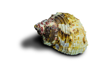 Beautiful sea shell. Shell of an ancient sea mollusk