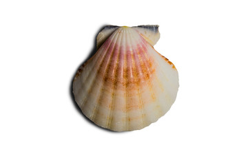 Beautiful sea shell. Shell of an ancient sea mollusk