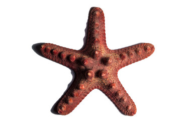 Red starfish on a white background. Ancient ectopic animal