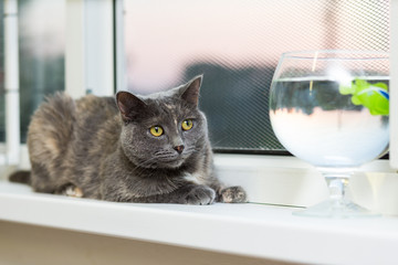A gray cat lies on a window sill near an aquarium with an interactive fish