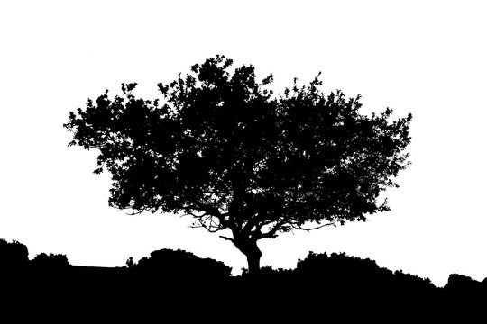 Silhouette of tree jpeg
