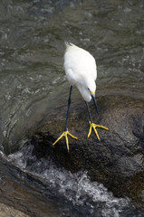 Egret on a Rock.