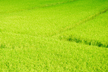 Obraz na płótnie Canvas rice in paddy