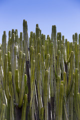 Close-up of Calm Cactus in front of Sky, Tenerife Island, Canary, Spain, Europe