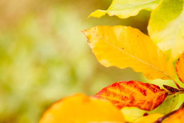 Leaves of beech close-up. Blurred Background