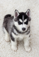 Obraz premium Husky puppy looks at a fluffy carpet, top view