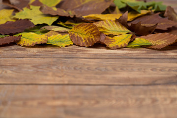 Autumn leafs on old wood blurred background.