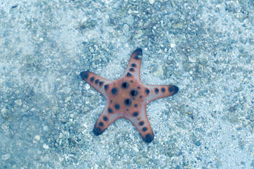 Starfish or sea stars are star-shaped echinoderms belonging to the class Asteroidea.