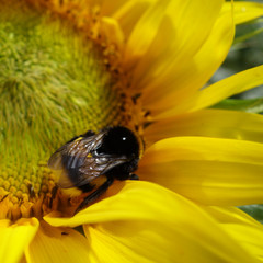 Sonnenblumen unterwegs