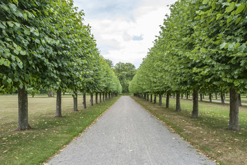 Tree avenue in summer