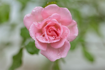 The Start of Winter for this Rose in Michigan