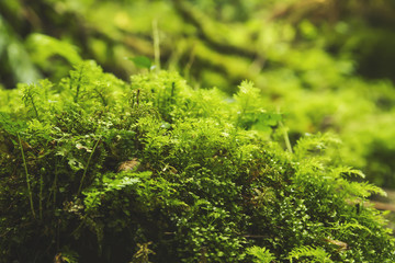 fresh green organic nature background