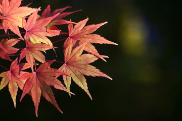  Autumn leaves