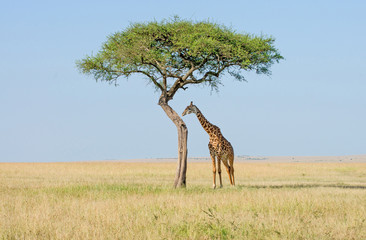 Serengeti Giraffen