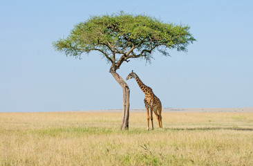 Serengeti Giraffen © Ernst August
