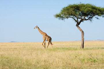 Serengeti Giraffen