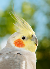 Beautiful parrot nymph
