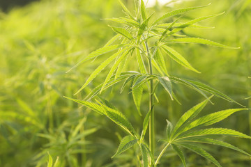detail of cannabis plant