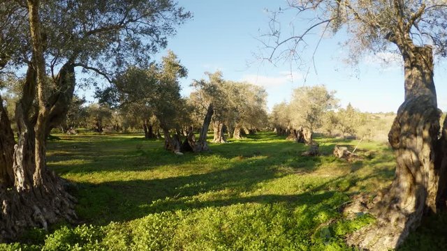 ancient 800 year old olive garden, planted by King Richard Lionheart, winter view
