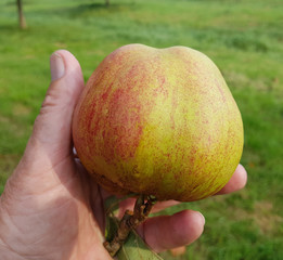 Finkerwerder Herbstprinz, Alte Apfelsorten, Apfel, Malus, domestica, Aepfel