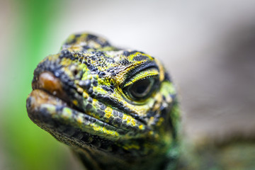 Sailfin Lizard looking straight into the camera - extreme closeup with focus on foreground