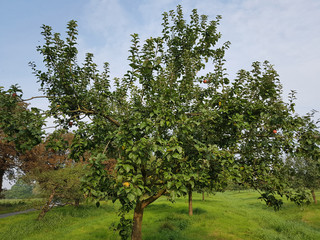 Fototapeta na wymiar Hadelner Rotfranche, Apfel, Malus, domestica, Alte Apfelsorten