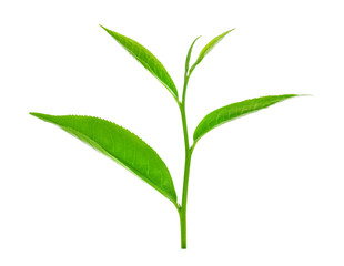 green tea leaf isolated on white