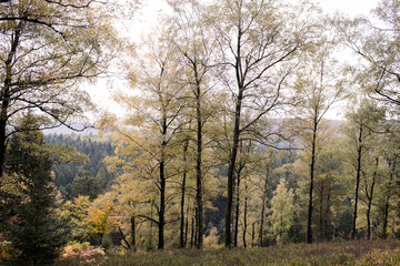 Fototapeta premium Wald