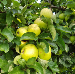 Jacob Label, Apfel, Malus, domestica, Alte Apfelsorten