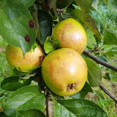Jacob Label, Apfel, Malus, domestica, Alte Apfelsorten
