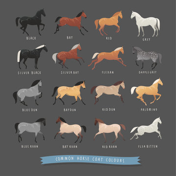 Common horse coat colours such as black and bay, silver gene horse and dapple grey horse, roan and dun coat horse and others