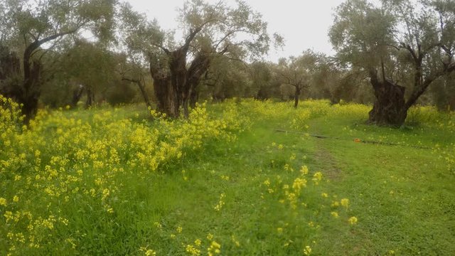 ancient olive trees under a rainstorm, a panorama to the right, green grass in winter and rape flowers