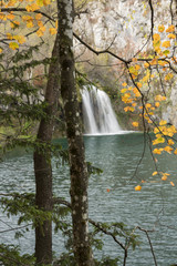 Woven trees with beautiful branch of yellow leaves and waterfall background on Plitvice lakes in Croatia