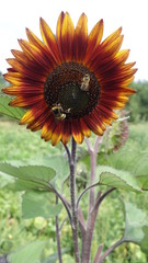 Obraz premium Sonnenblumen unterwegs