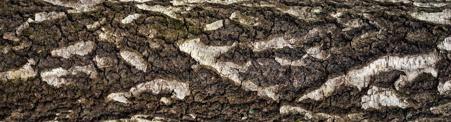 Panoramic photo of old birch bark texture with moss and lichen on it. Texture of a cracked rough tree bark for graphic design.