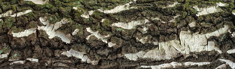 Panoramic photo of old birch bark texture with moss and lichen on it. Texture of a cracked rough tree bark for graphic design.
