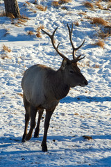 Wild animals of Kazakhstan. Deer Deer are the ruminant mammals forming the family Cervidae.