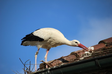 Storch