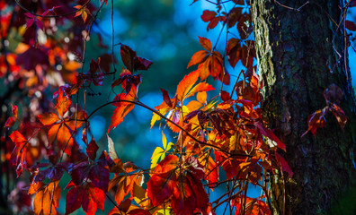 Herbst im Wald, Herbstfarben Herbstlaub Abendlicht Herbstblätter Laub Jahreszeiten season fall...