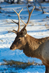 Wild animals of Kazakhstan. Deer Deer are the ruminant mammals forming the family Cervidae.