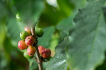 Coffee bean, Coffee tree.