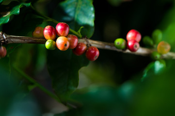Coffee bean, Coffee tree.