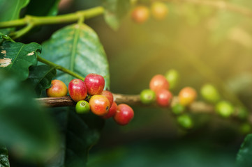 Obraz premium Coffee bean, Coffee tree.