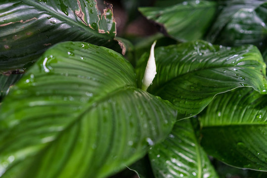 spathiphyllum floribundum araceae plant leaf from columbia