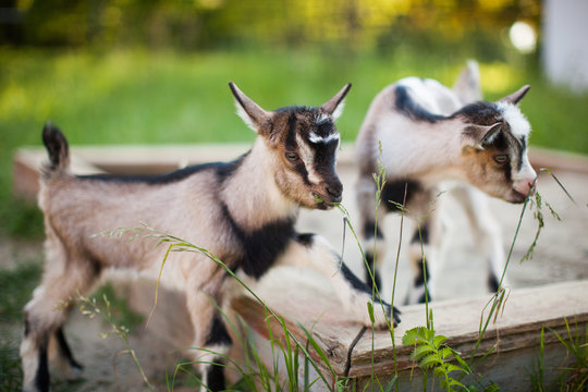 A beautiful photo of two little goats playing and eating grass