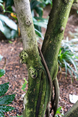 chinese fig tree trunk ficus nitida compacta moraceae bay