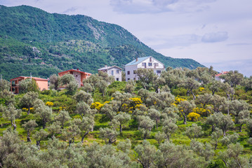 Fototapeta na wymiar Olive trees in Celuga, small town near Bar city in Montenegro
